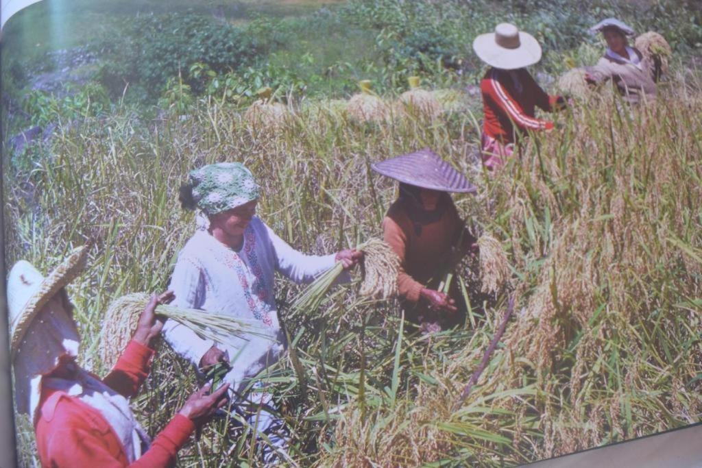 Banaue Evergreen Hostel And Restaurant エクステリア 写真